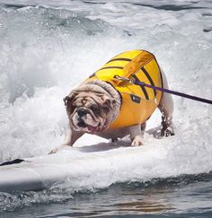 a dog in a life jacket on a surfboard