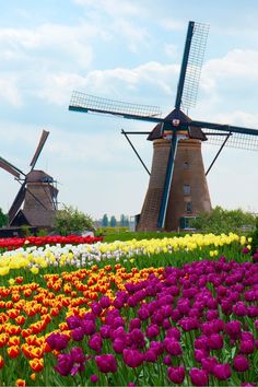 colorful tulips and other flowers in front of windmills