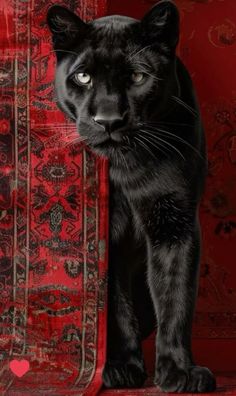 a black cat standing on top of a red carpet next to a wall with hearts