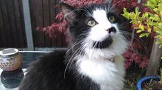 a black and white cat sitting on top of a table next to a potted plant