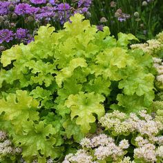 some very pretty flowers and plants in the grass with purple, white and green leaves