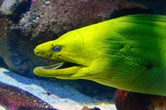 a close up of a fish with its mouth open in an aquarium filled with corals