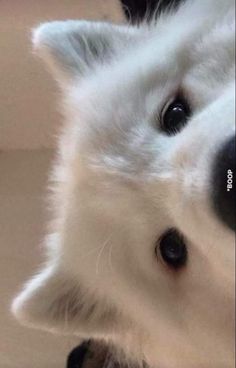 a close up of a white dog's face