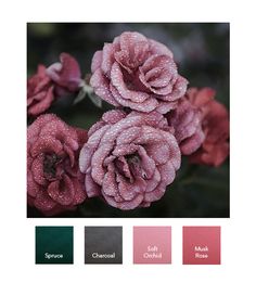 pink flowers with water droplets on them in color swatches for the background and text