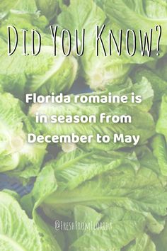 green lettuce with the words did you know? florida romaine is in season from december to may