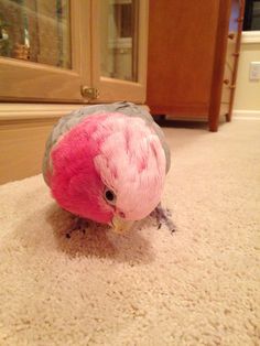 a pink and grey bird is standing on the carpet