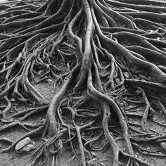 black and white photograph of tree roots