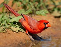 a red bird is standing in the water