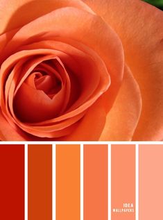 an orange rose is shown with the color scheme in shades of red, pink and orange