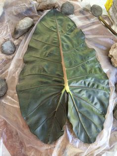 a large green leaf sitting on top of a plastic bag next to rocks and stones