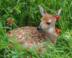 a baby deer is laying in the tall grass and flowers, looking at the camera