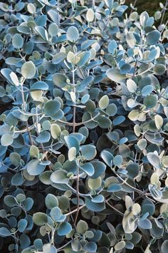 some very pretty blue plants with green leaves