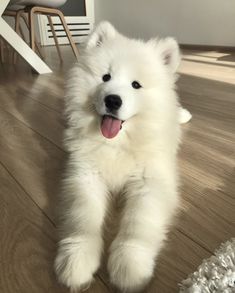 a fluffy white dog is standing on its hind legs and it's tongue hanging out