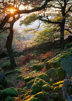 the sun shines through trees and moss covered rocks