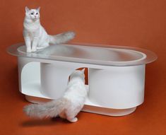 two white cats sitting on top of a table with one cat looking at the other