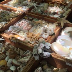 several wooden boxes filled with shells and seashells