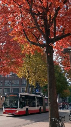 a red and white bus driving down a street next to a tree with orange leaves