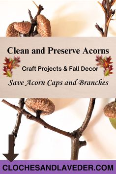 Cloches & Lavender: Preserving Acorns for Your Fall Decor Acorns Aesthetic, Acorn Top Crafts, Preserve Acorns, Red Oak Tree, Acorn Crafts, Wire Wreath Frame, Small Pumpkins, Oak Trees, Wire Wreath