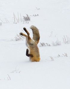 a brown and white animal standing on its hind legs in the snow with it's front paws up