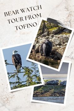 the bear watch tour from tofino