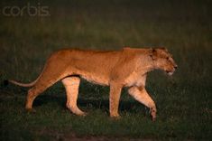 a large lion walking across a lush green grass covered field in the dark night time