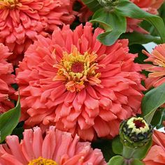 many orange and yellow flowers with green leaves