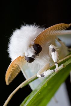 a close up of a small insect on a plant