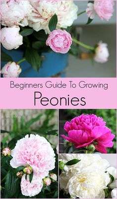 the beginner's guide to growing peonies