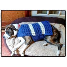 a dog wearing a sweater laying on top of a couch