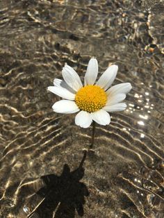 a single white and yellow flower sitting in shallow water