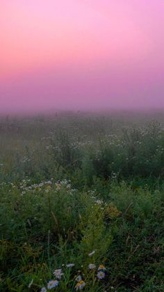 a foggy field with wildflowers in the foreground and a pink sky