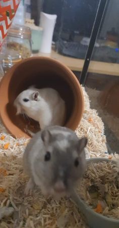 two small hamsters sitting in their food bowls