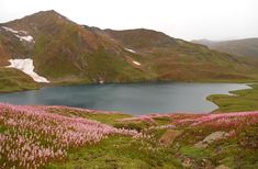 a large body of water surrounded by lush green hills and flowers in the foreground