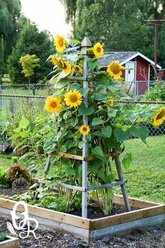 a small garden with sunflowers growing in the ground and on top of it