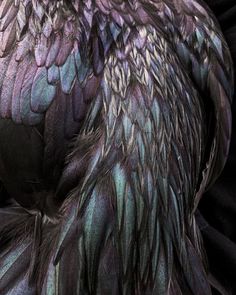 an image of a bird that is very close to it's body and wings