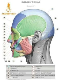 the anatomy of the head and neck is shown in this diagram, with labels on each side