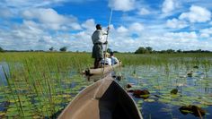 a man on a boat in the middle of a swampy area with lily pads