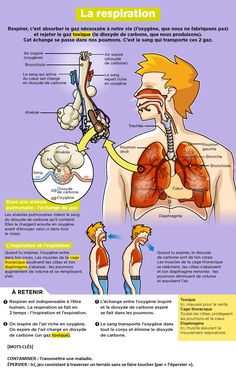 the anatomy of the human body and its major organs, including the heart, lungs, stomach