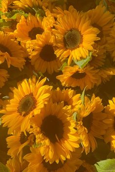 the sunflowers are blooming very bright yellow