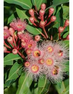 some very pretty pink flowers with green leaves