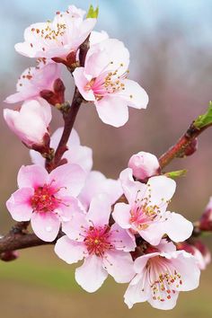 pink flowers are blooming on a tree branch