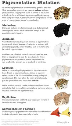 the different types of animals that can be found in an animal species identification manual, including leopards and cheetah