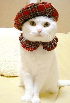 a white cat wearing a red plaid hat and bow tie sitting on a bed looking at the camera