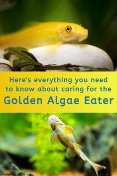 Golden Algae Eater Care Guide - A comprehensive resource to help you provide optimal care for your stunning Golden Algae Eaters. Small Aquarium Ideas, Golden Algae, Small Aquarium, Undersea World, Golden Fish, Aquascape Aquarium, Pond Plants, Aquarium Ideas, Lion Fish