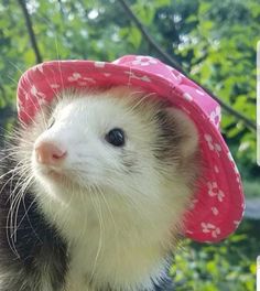 a ferret wearing a pink hat in front of trees