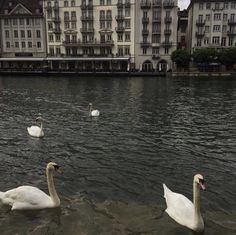 three swans are swimming in the water near buildings