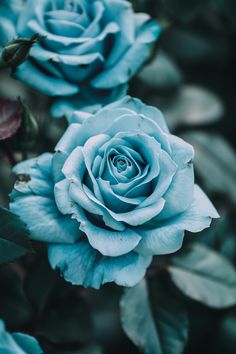 two blue roses with green leaves in the foreground and one pink rose on the right