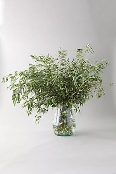 a plant in a glass vase on a white background