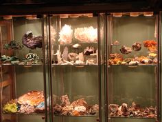 a display case filled with lots of different types of rocks and corals in glass cases