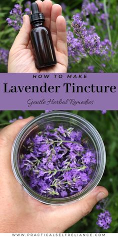 lavender flowers in a jar with the title how to make lavender tincture